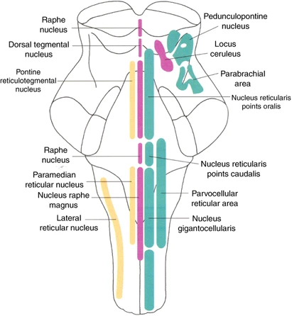 Lokalizacja jąder komórek nerwowych w tworze siatkowatym