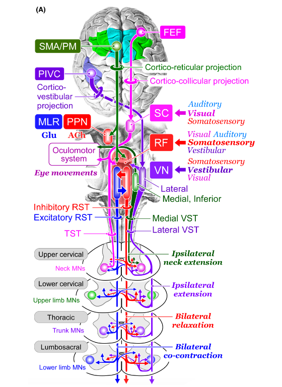 Funkcjonalna organizacja układów kontrolujących postawę