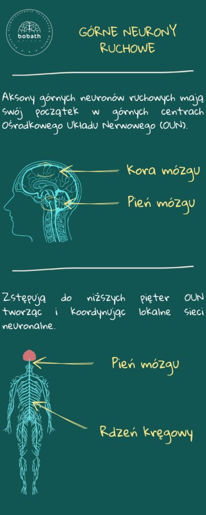 Górne Neurony Ruchowe