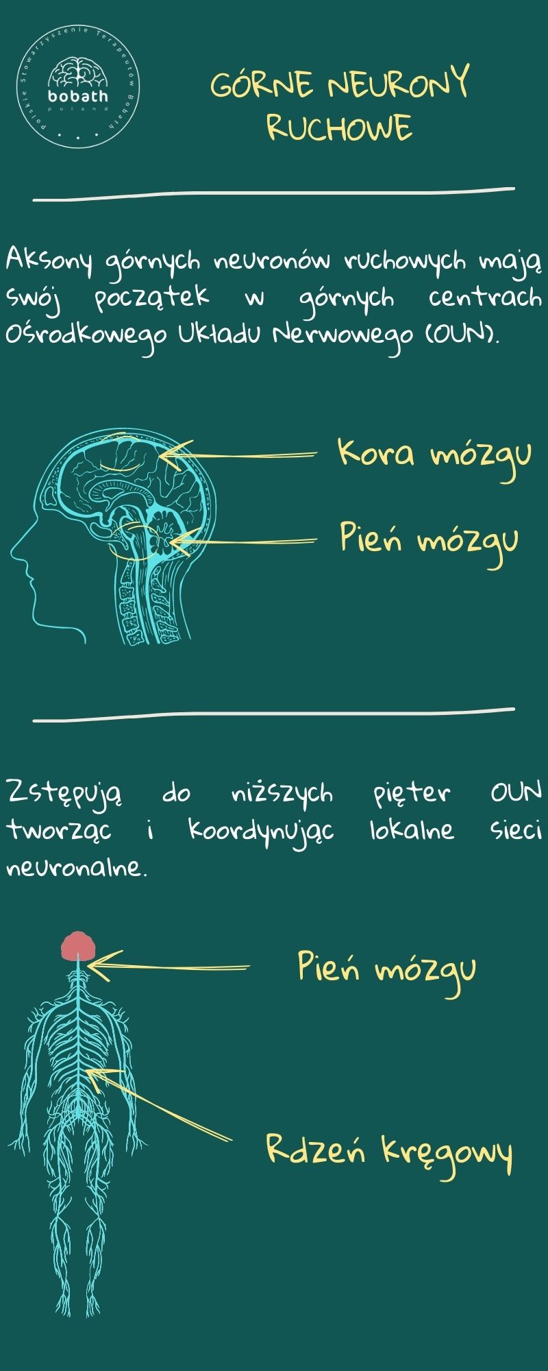 Górne Neurony Ruchowe