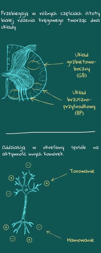 Górne Neurony Ruchowe