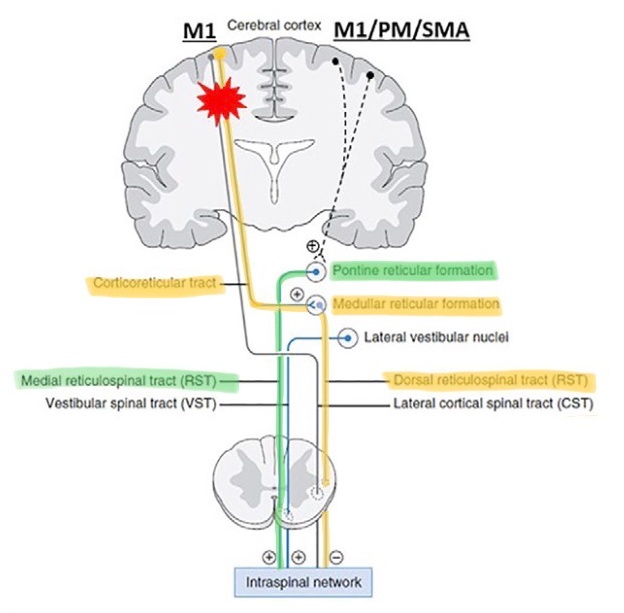 Przebieg drogi zstępujących