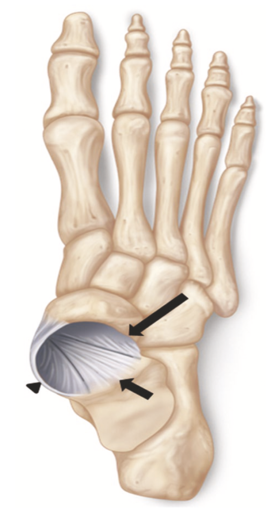 Więzadło sprężyste