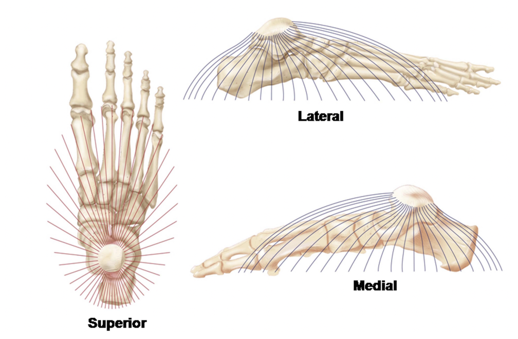 Funkcjonalna półkopuła zaproponowana przez McKenziego