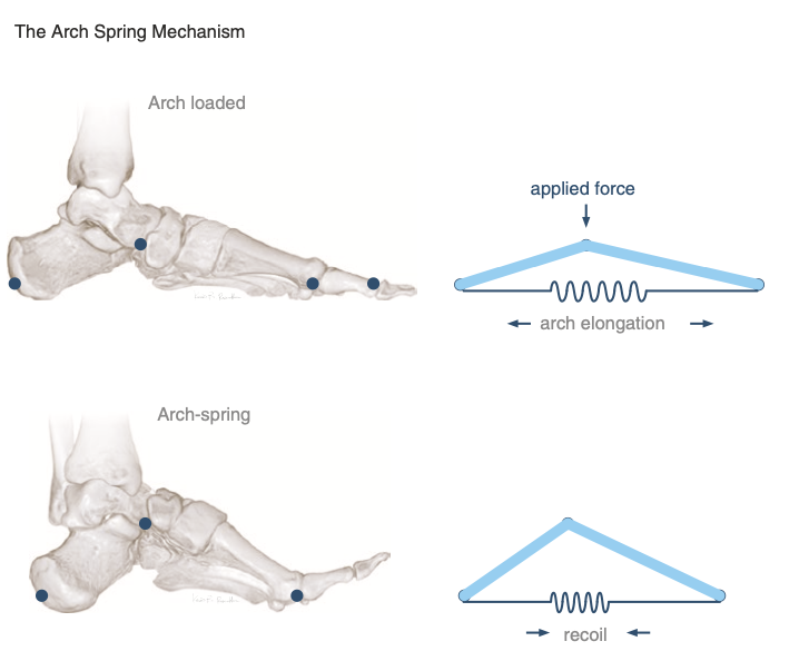 Stopa jako sprężyna