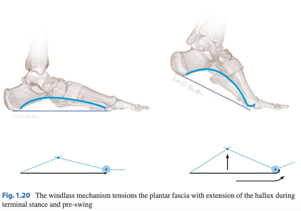 Mechanizm biernego wysklepienia łuku podłużnego