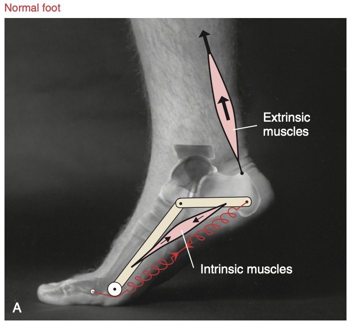 Wspięcie na palce przy prawidłowo funkcjonujących elementach PAN