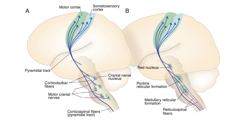 Organizacja dróg zstępujących