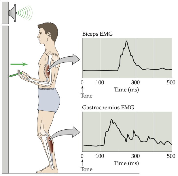 Zapis EMG m. dwugłowego ramienia