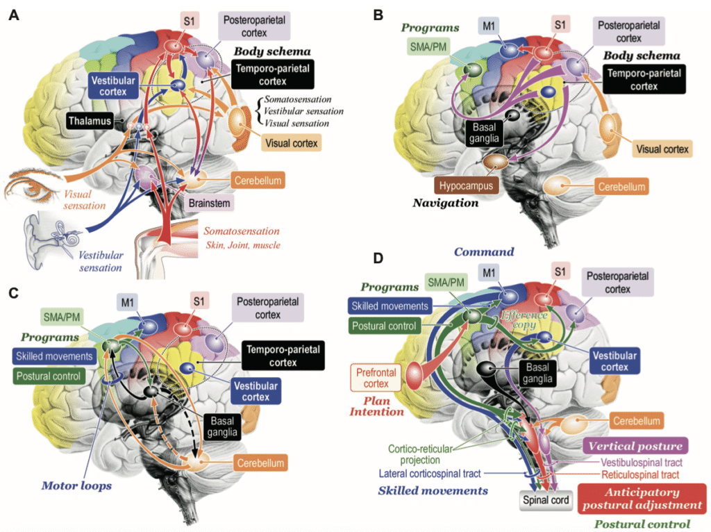 Hipoteza procesu poznawczego kontroli postawy i chodu