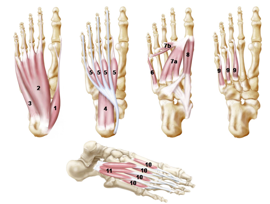 Mięśnie głębokie stopy