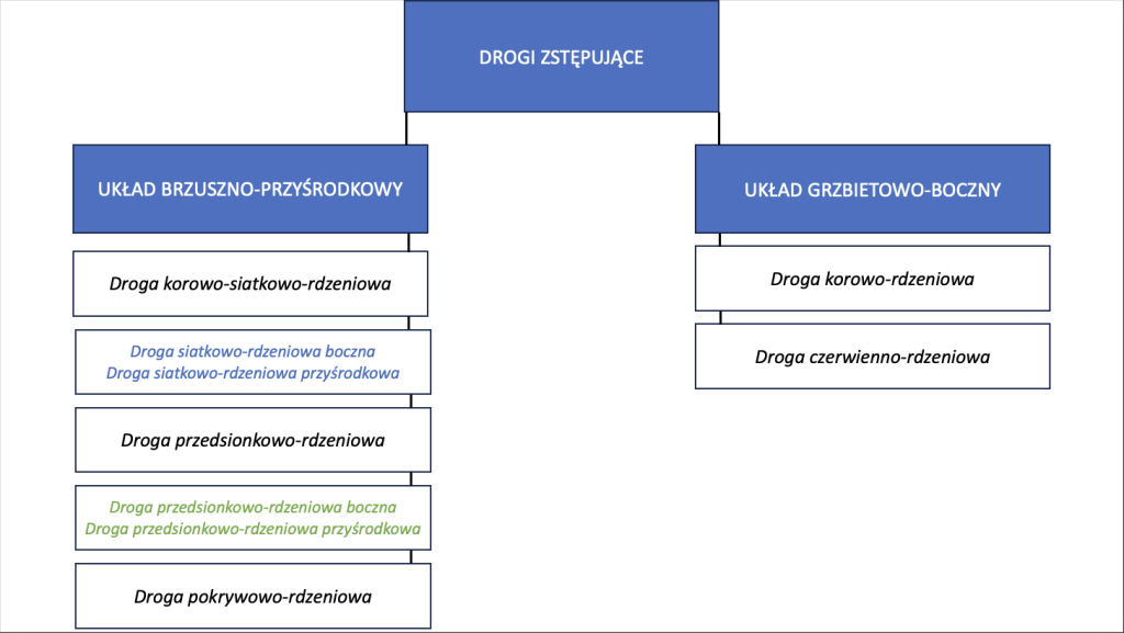Schematyczna ilustracja układu zstępującego