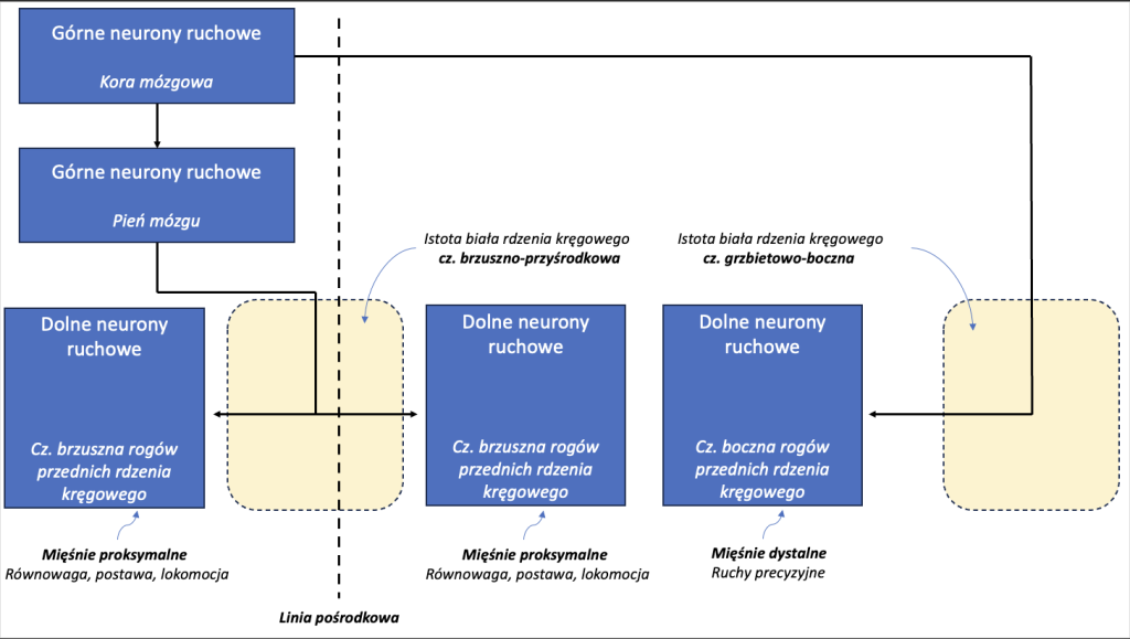 Schematyczna ilustracja układu zstępującego
