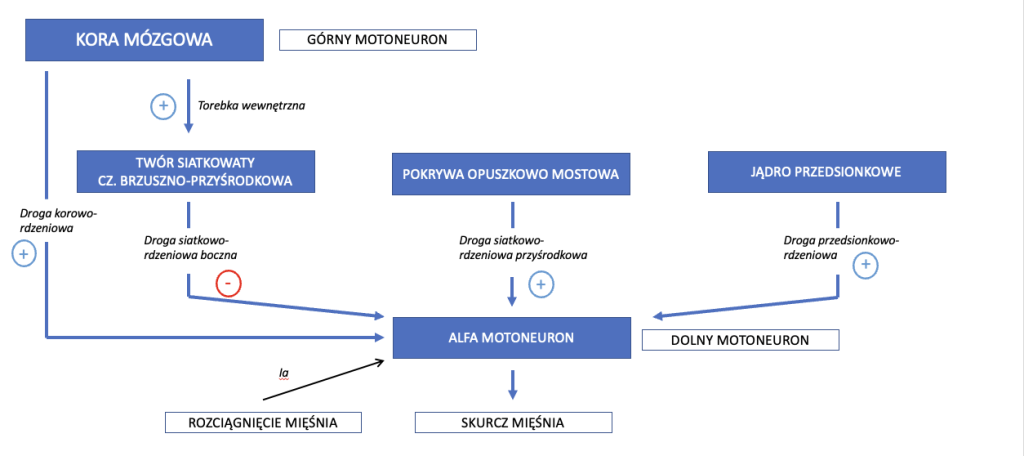 Schematyczna ilustracja układu zstępującego